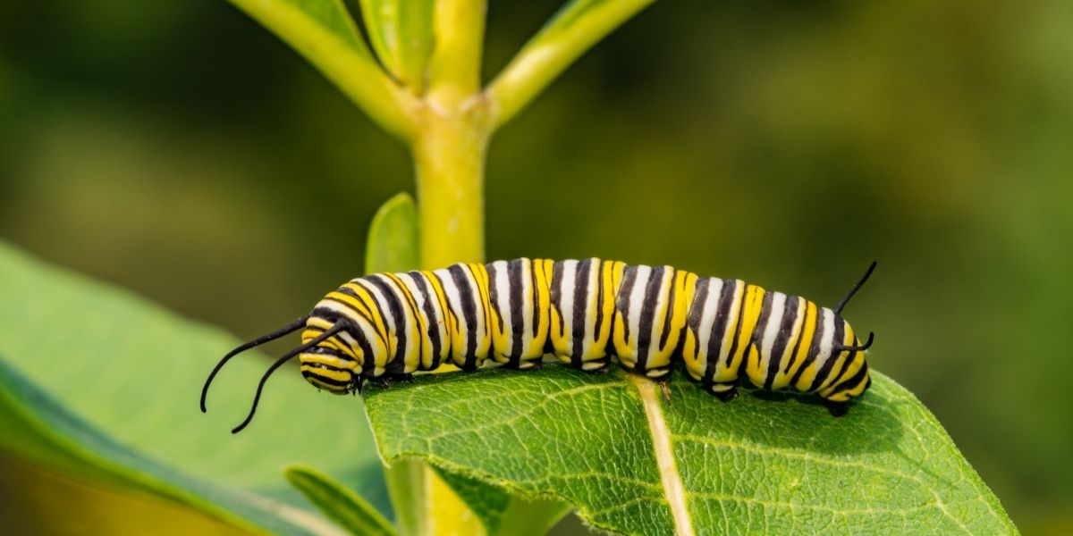 10 gusjenica i leptiri u koje se pretvaraju